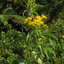 Image of Blue Ridge goldenrod