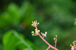 صورة Clausena anisata (Willd.) Hook. fil., De Wild. & Staner