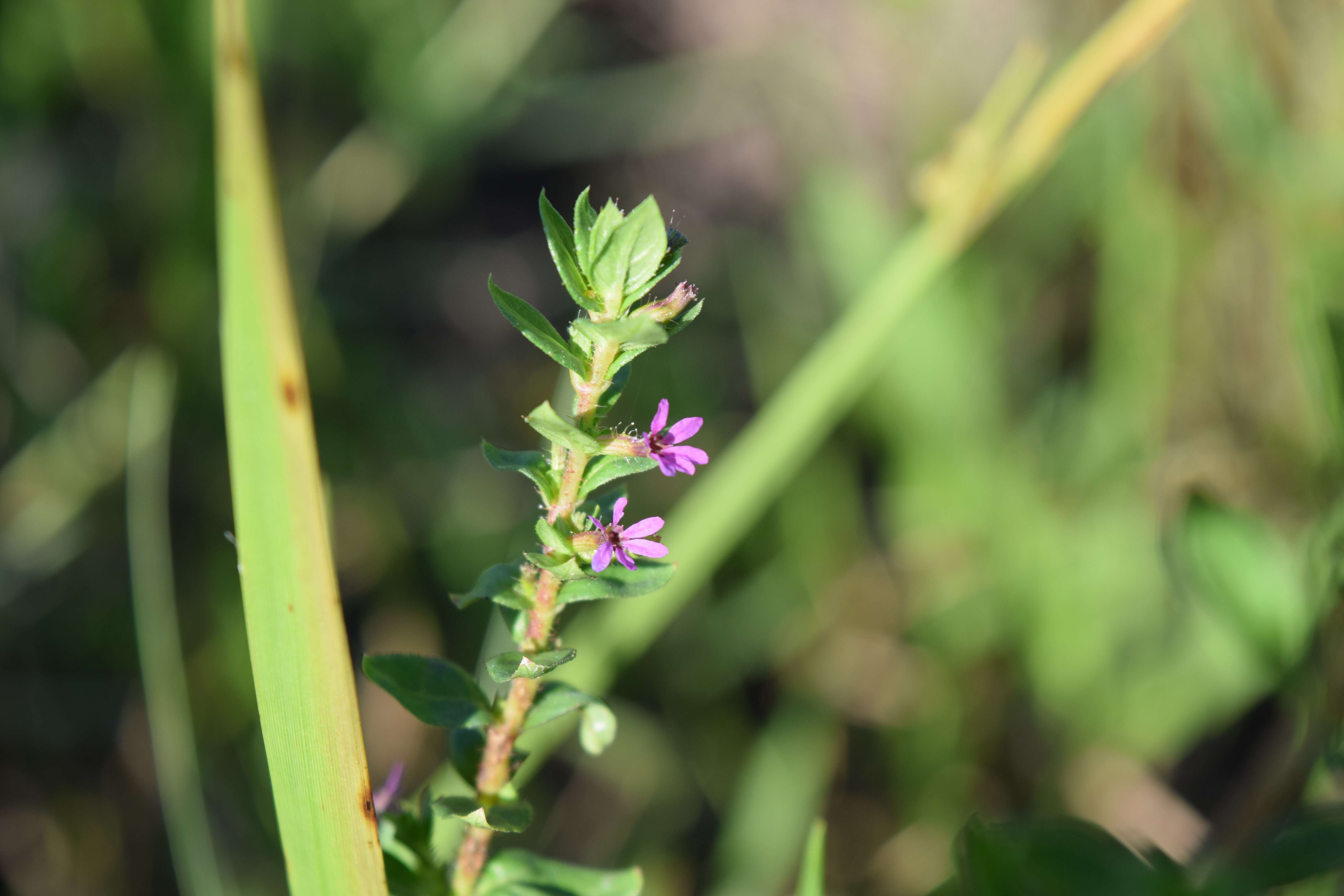 Image of Colombian Waxweed