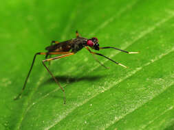 Rainieria antennaepes (Say 1823) resmi