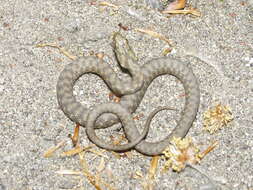 Image of Dice Snake