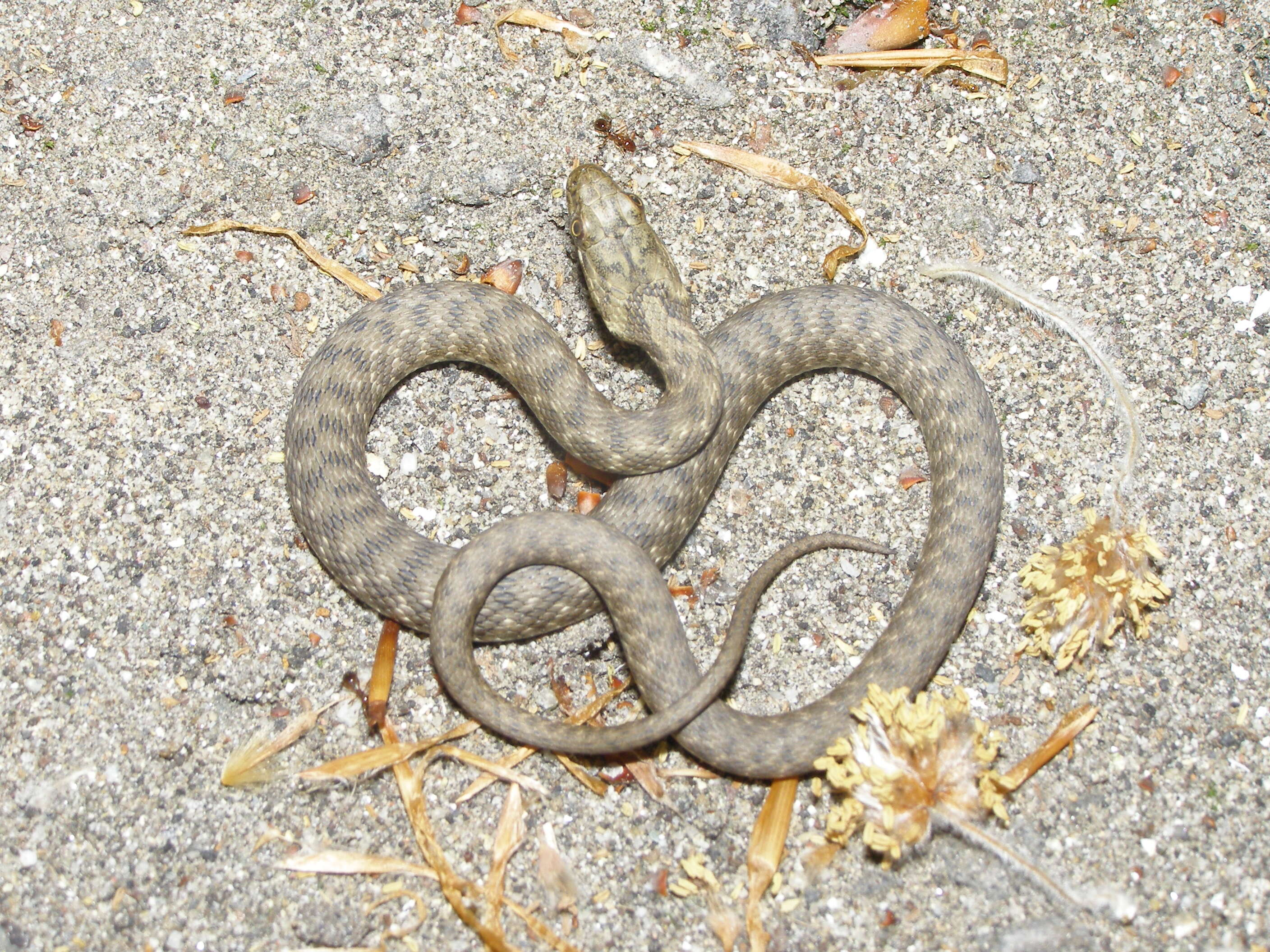 Image of Grass snakes