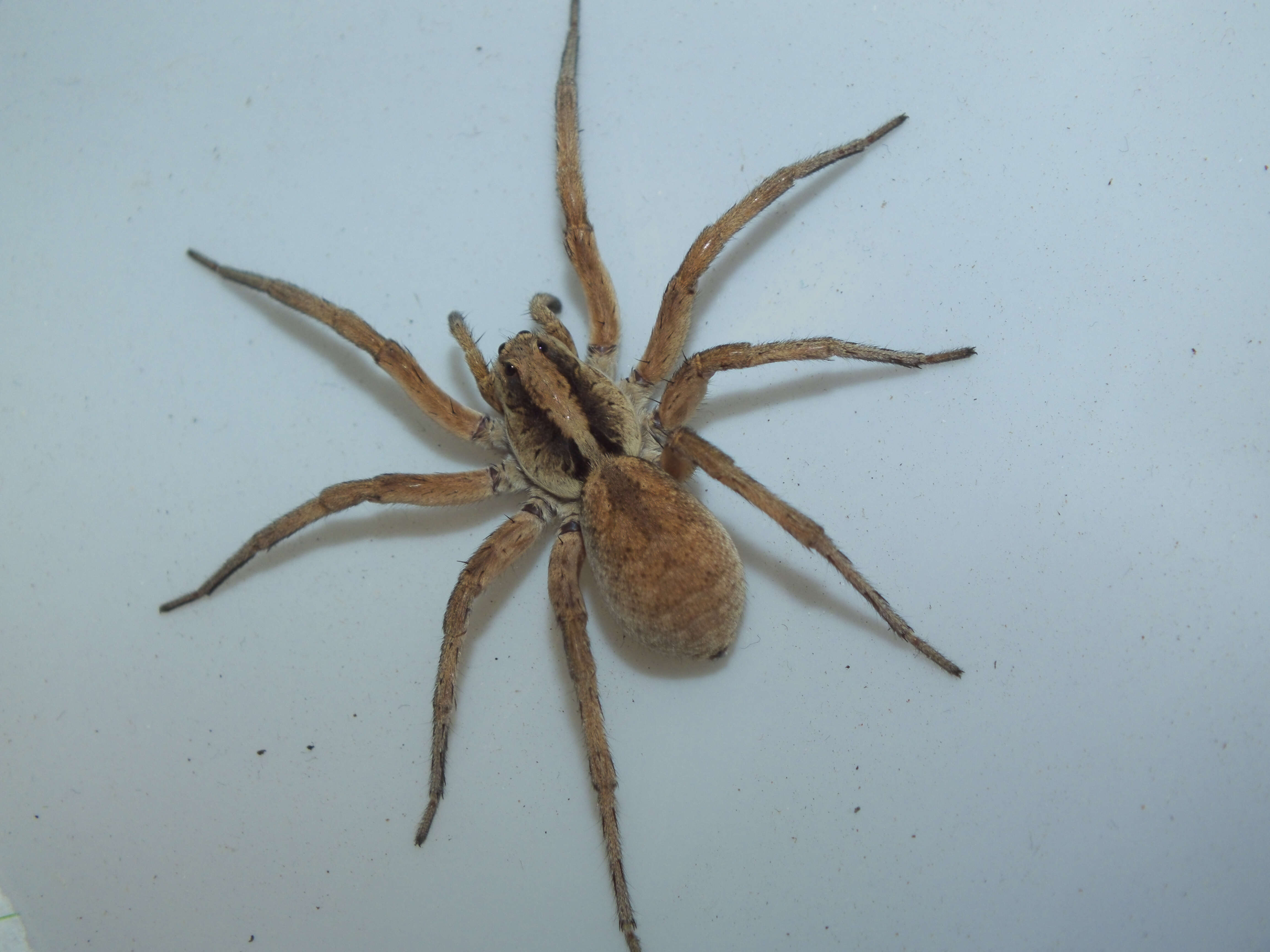 Image of wolf spiders