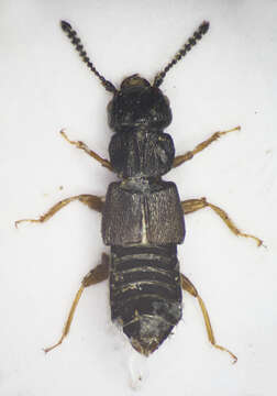 Image of Anotylus