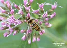 Image of Marmalade hoverfly