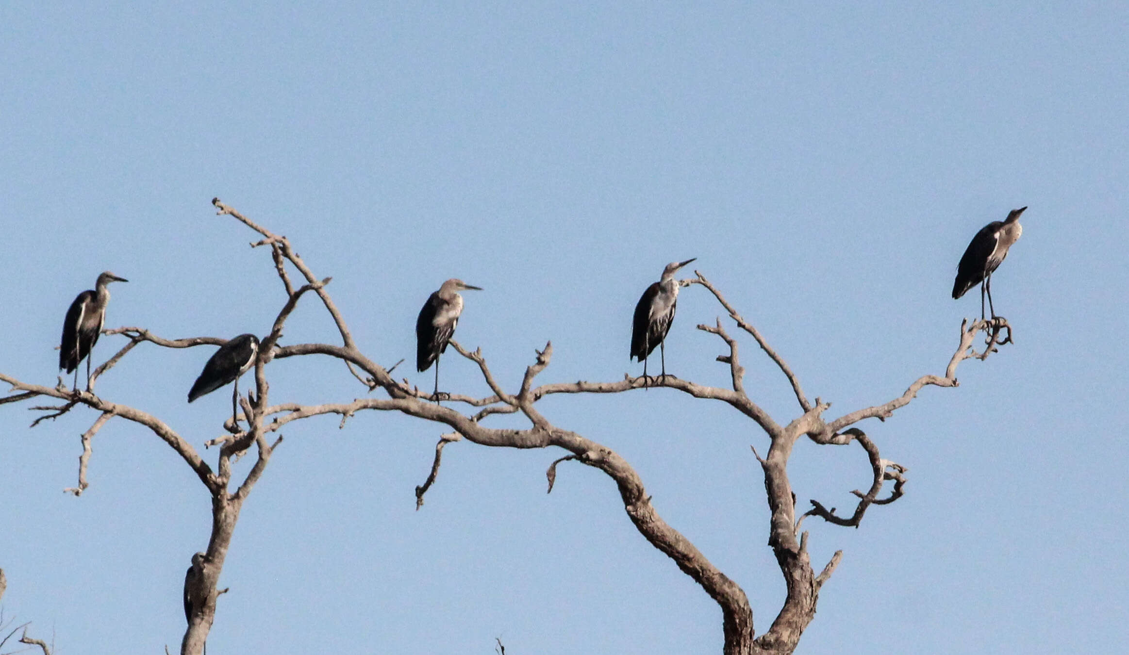 Image of Pacific Heron