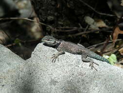 Image of Duges' Spiny Lizard