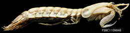 Image of mantis shrimps
