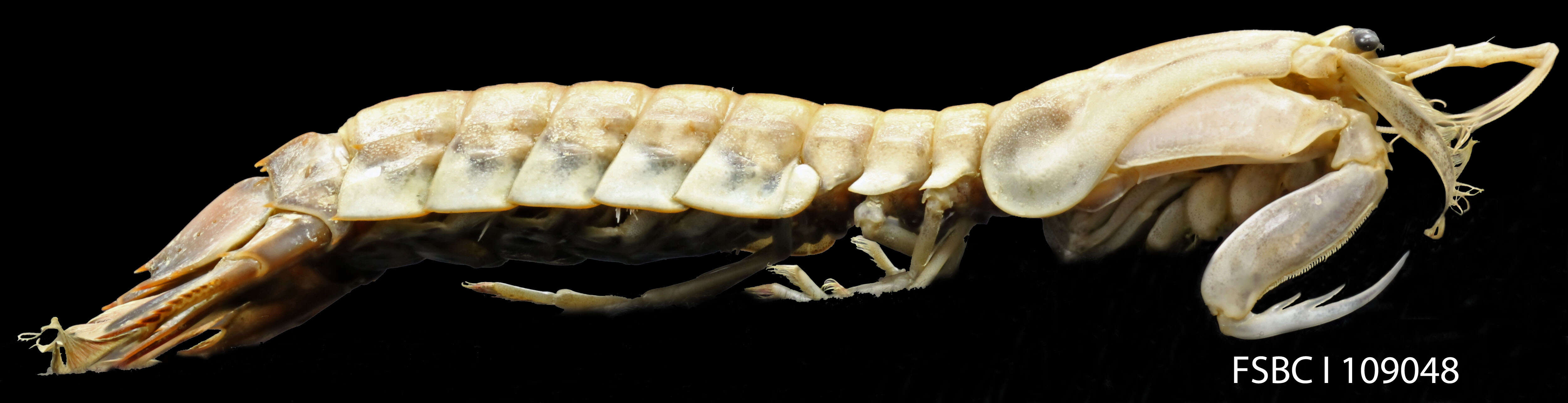 Image of mantis shrimps