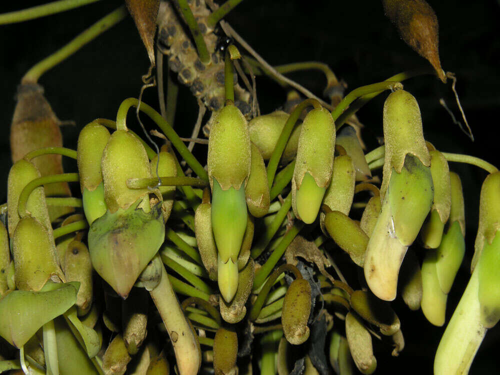 Image of Mucuna holtonii (Kuntze) Moldenke