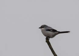 Image of Great Grey Shrike