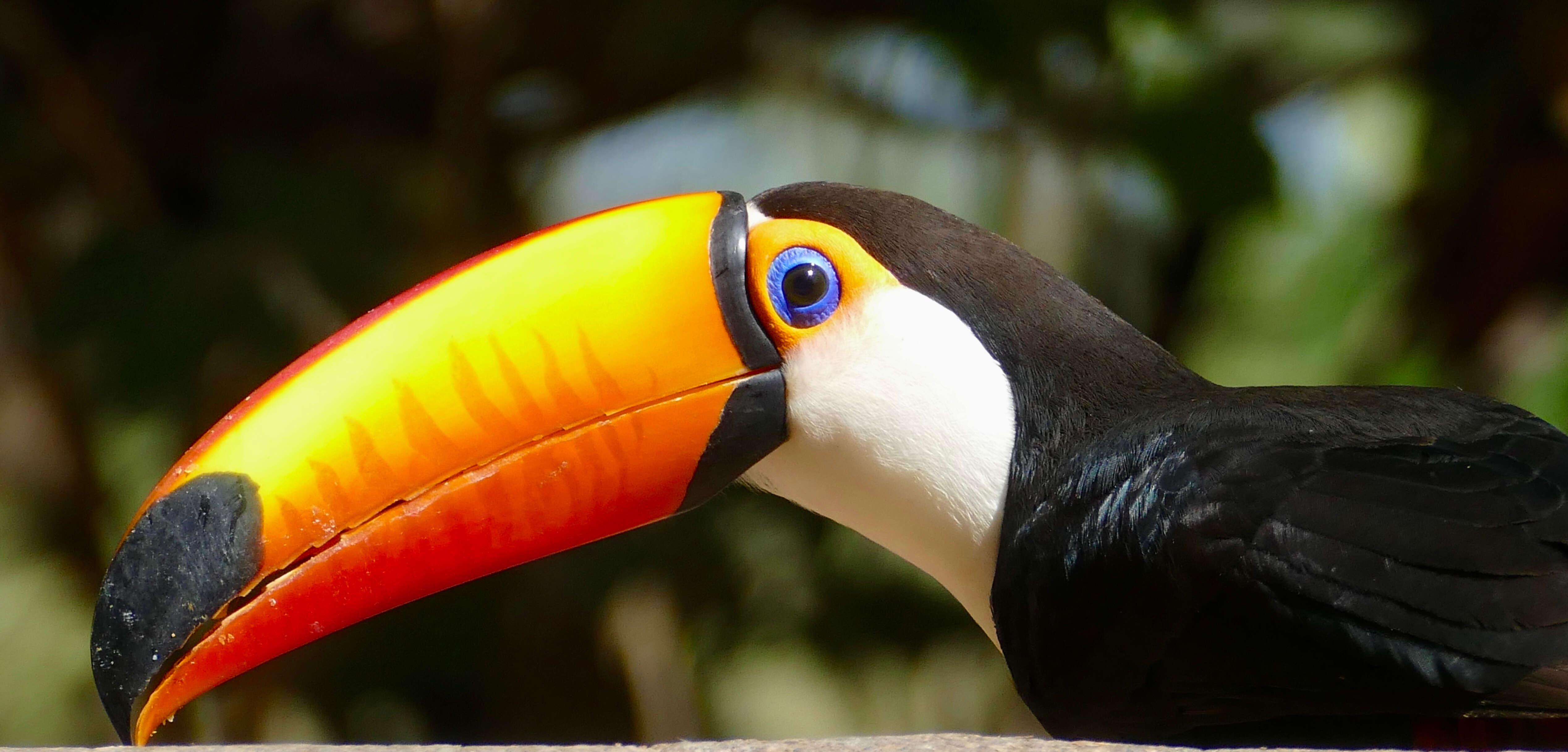 Image of Toucan Sp.