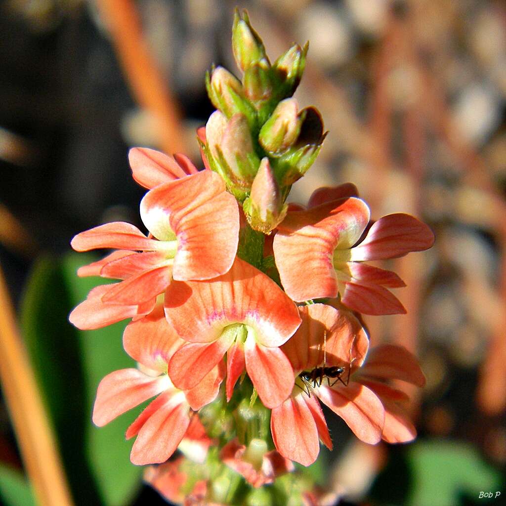 Слика од Indigofera spicata Forssk.