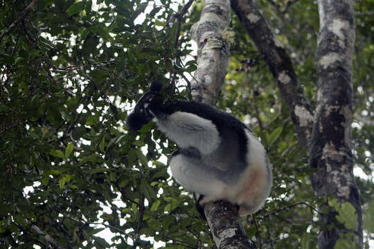 Image de Indri É. Geoffroy Saint-Hilaire & G. Cuvier 1796