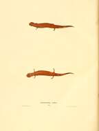 Image of Red Salamander