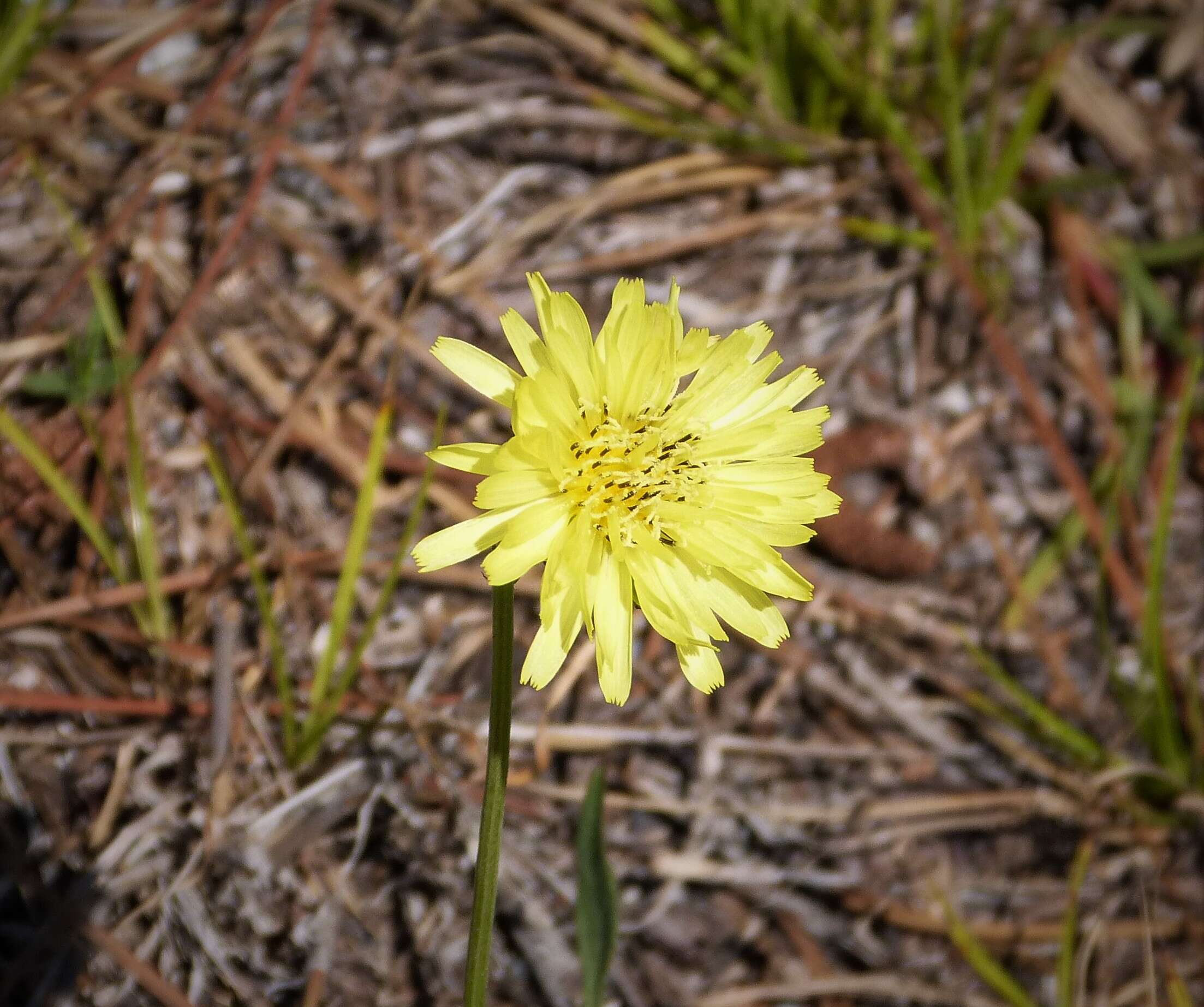 Image of Carolina desert-chicory