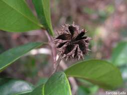 Image of Esenbeckia grandiflora Mart.