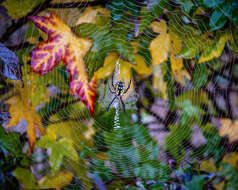 Image of Argiope