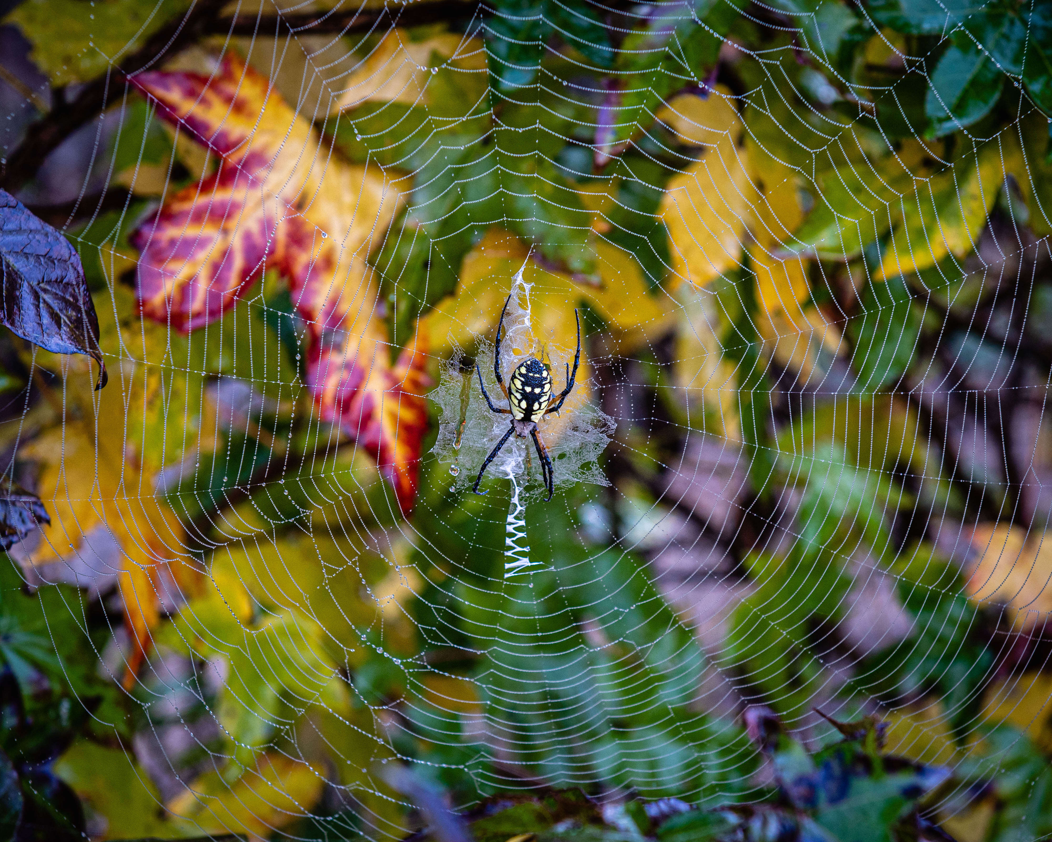 Image of Argiope