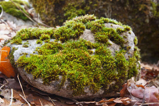 Image of schistidium moss