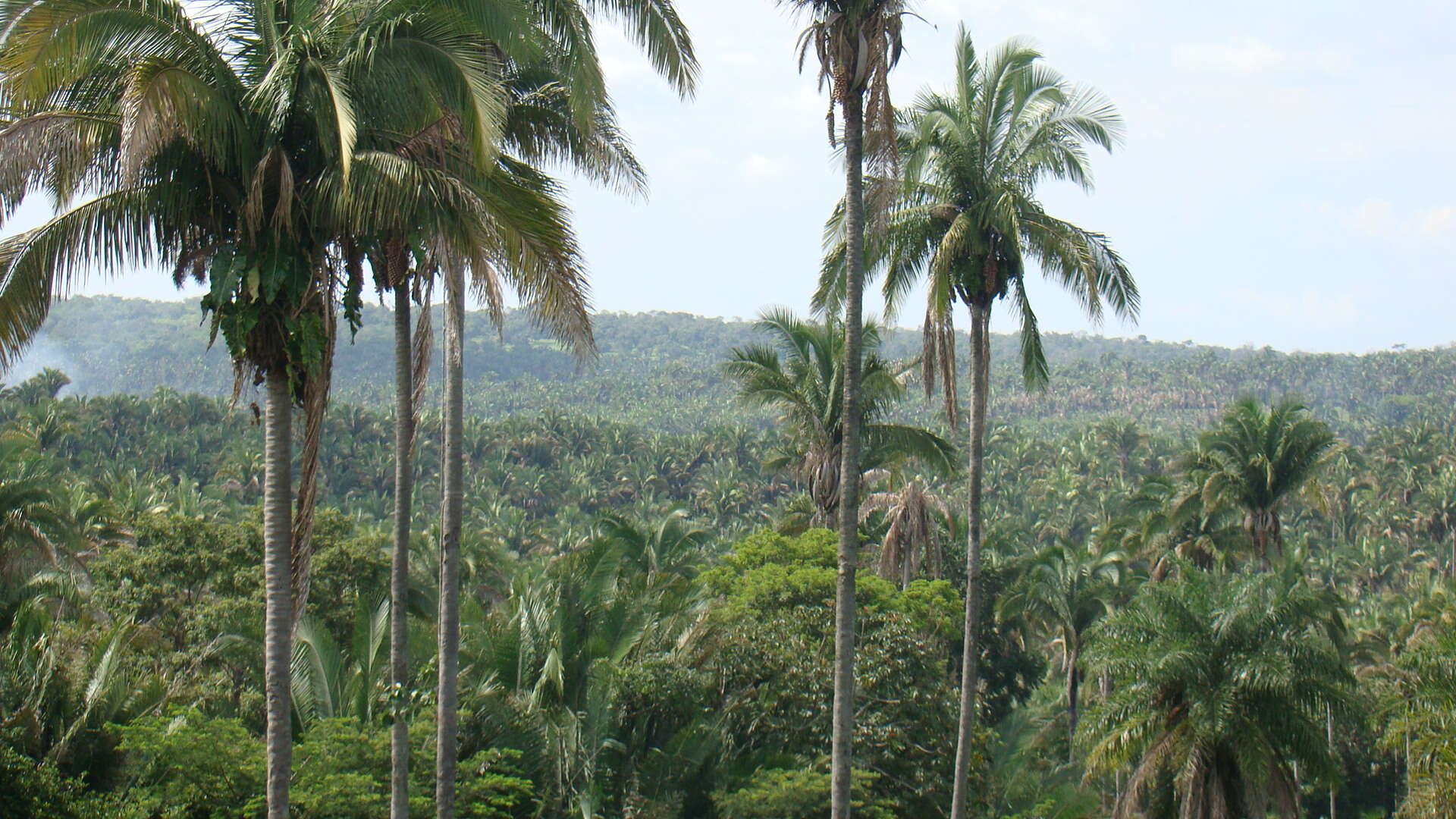 Image of attalea palm