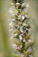 Image of False tamarisk