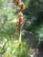 Image of Machaerina rubiginosa (Biehler) T. Koyama