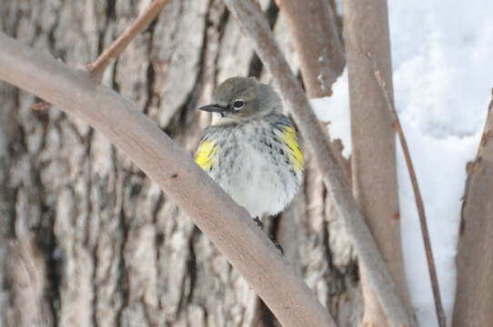 Image of Setophaga coronata coronata (Linnaeus 1766)