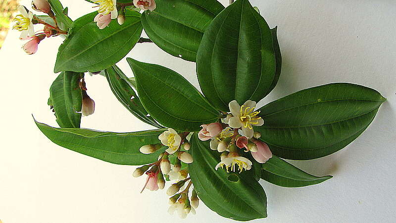 صورة Miconia jucunda (DC.) Triana