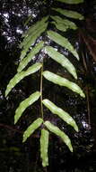 Image of Polypodiaceae