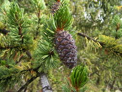 Imagem de Pinus aristata Engelm.