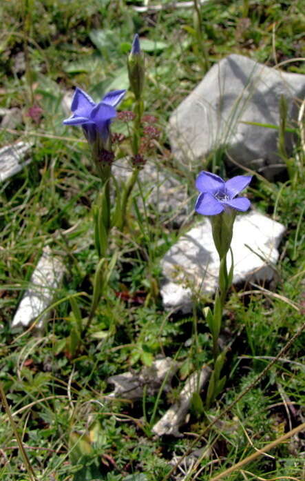 Image of GENTIANACEAE