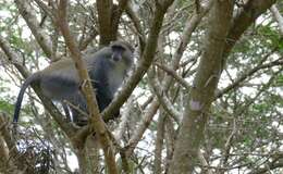 Image of Sykes' monkey