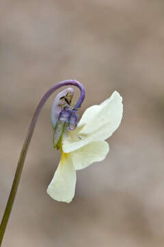 Image of Viola eugeniae Parl.
