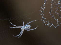 Imagem de Argiope mascordi Levi 1983