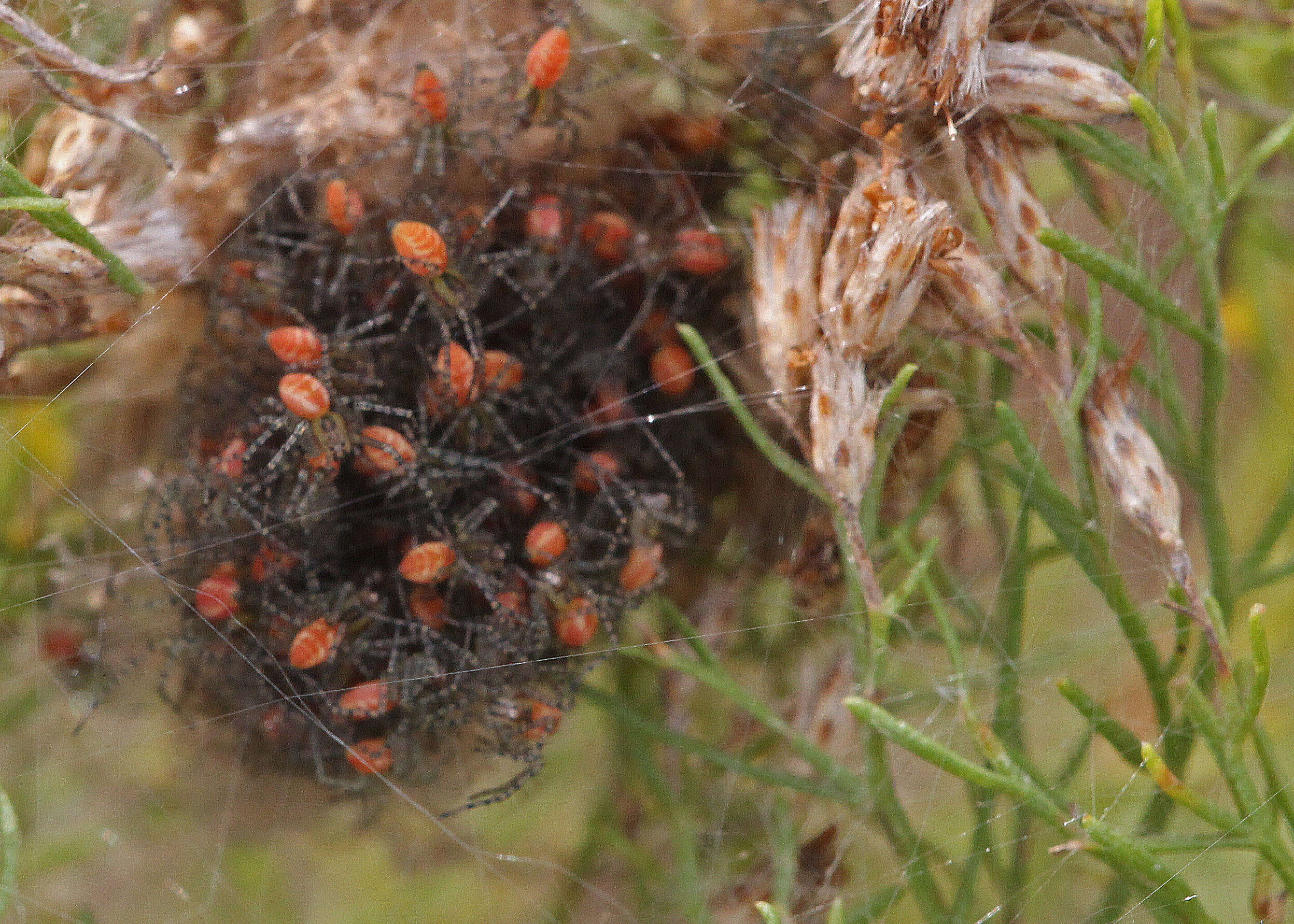 Image of Peucetia