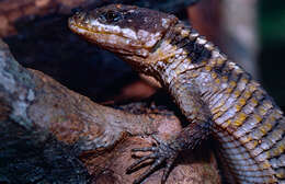 Image of Girdled Lizards