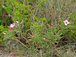 Image of desert rose