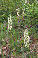 Image of Man Orchids