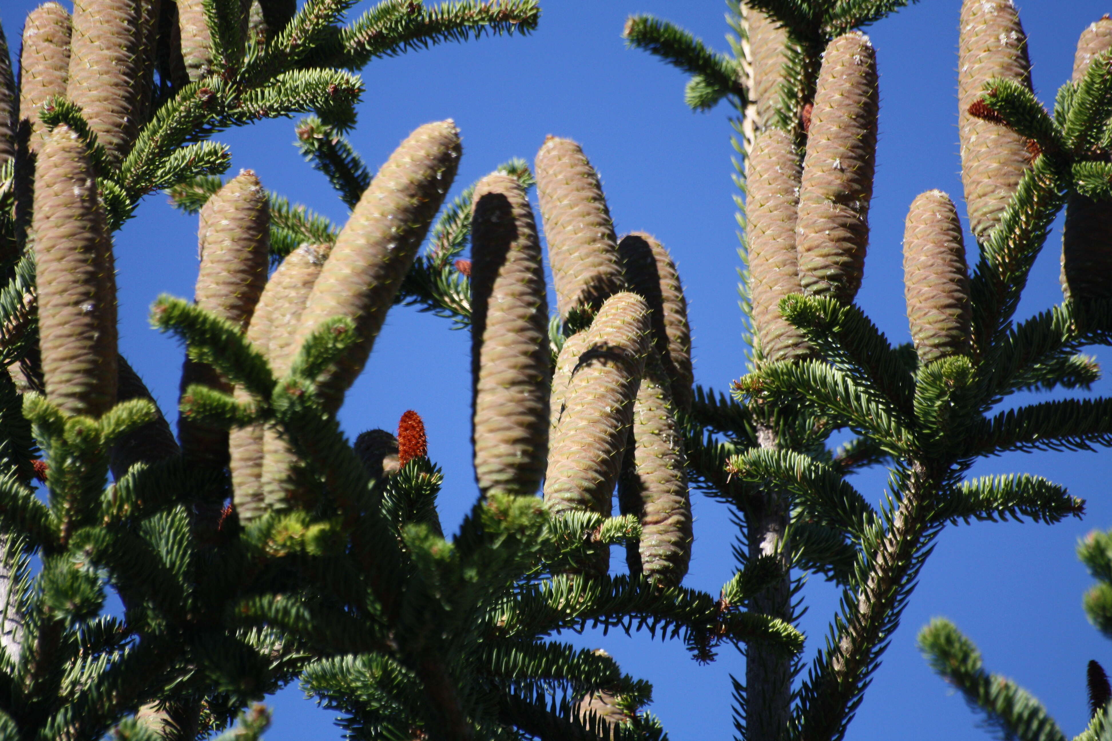 Image of Grecian Fir