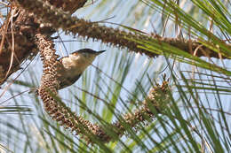 Image of nuthatches and relatives