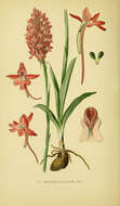 Image of Anacamptis