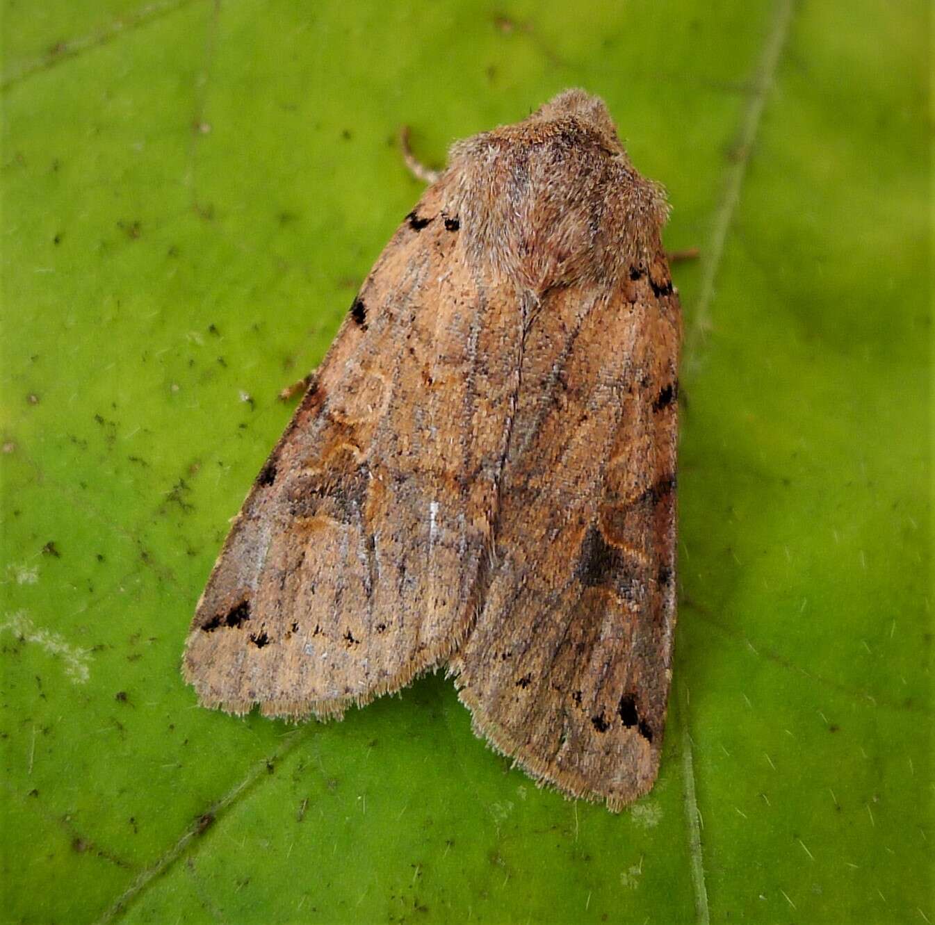 Agrochola litura Linnaeus 1761 resmi