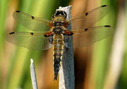 Image of Four-spotted Chaser