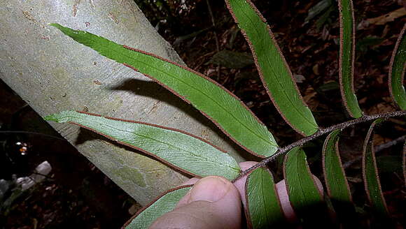 Image of Adiantum dolosum Kunze