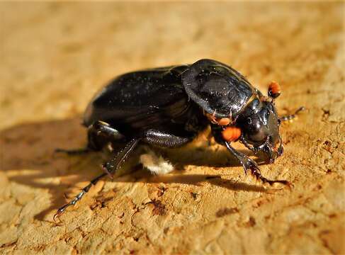 Image of Nicrophorus (Nicrophorus) humator (Gleditsch 1767)