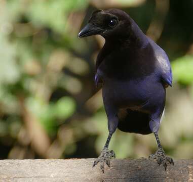 Image of Purplish Jay