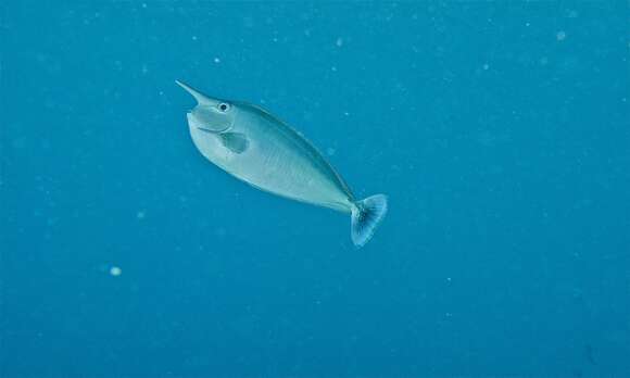 Image of Brown Unicornfish