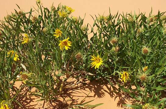 Image of badlands mule-ears