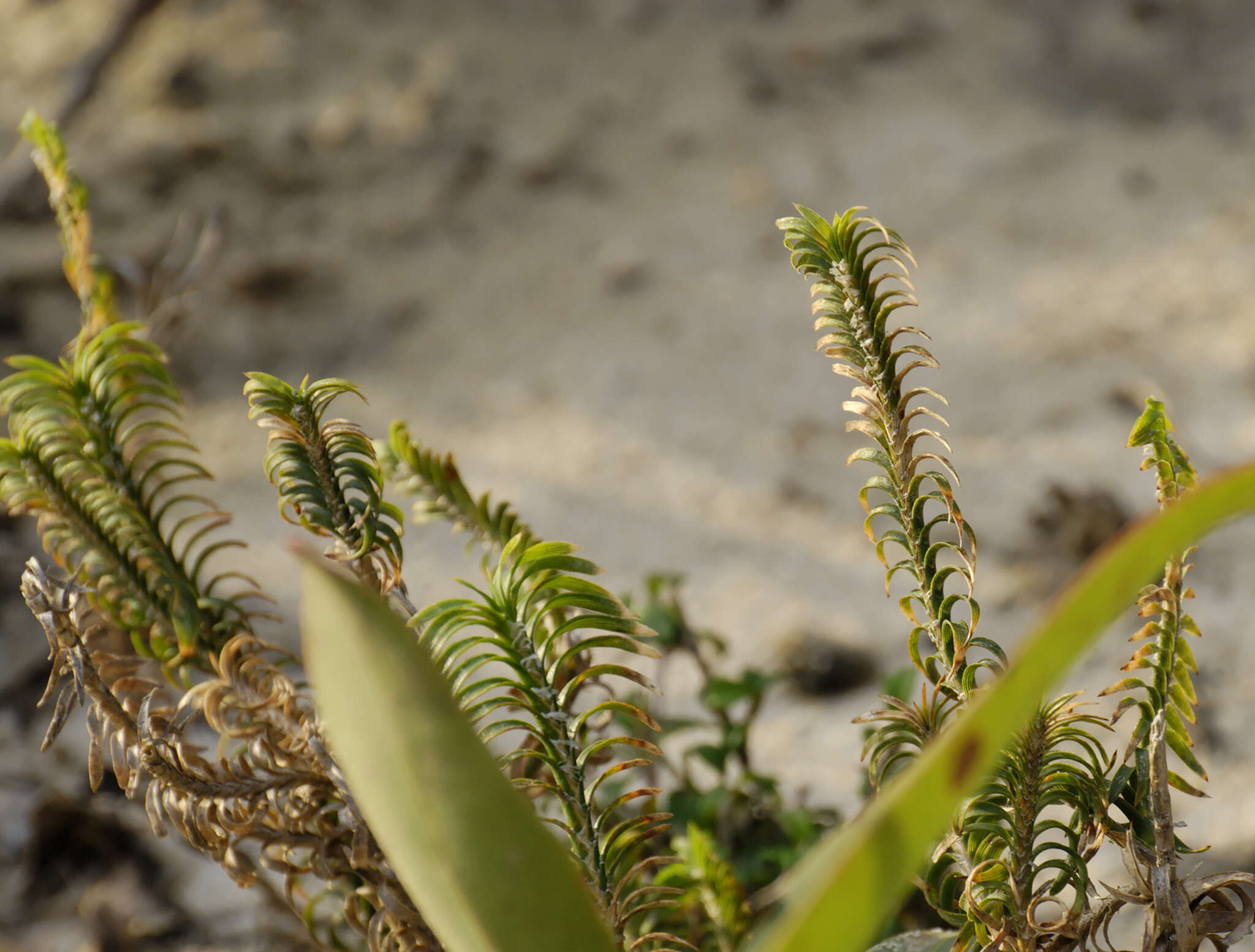 Image de Lomandra obliqua (Thunb.) J. F. Macbr.